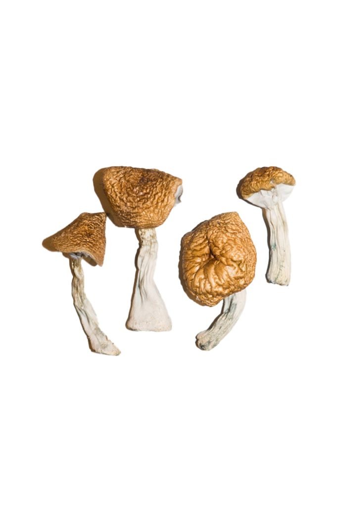 Burmese Magic Mushrooms