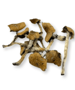 Escondido Magic Mushrooms