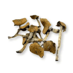 Escondido-Mushroom-1-768x768