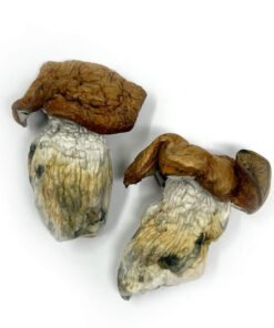 King Kong Magic Mushrooms