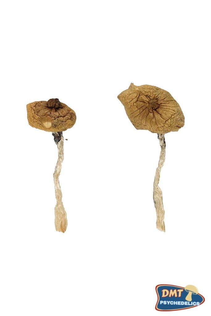 Blue Magnolia Rust Magic Mushrooms