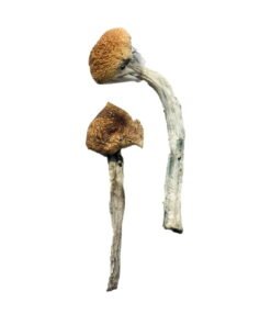 Buy Jedi Mind Fuck Magic Mushrooms
