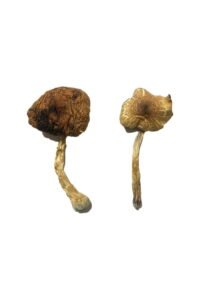 Lizard King Magic Mushrooms...(1)