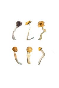 Magic Mushroom Sampler Kit / Tasting Menu(1)