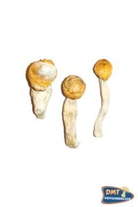 buy-penis-envy-magic-mushrooms-683x1024