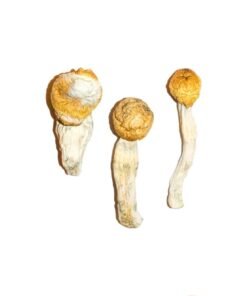 Buy Penis Envy Magic Mushrooms