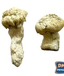 Buy Shakti (Albino Malabar) Magic Mushrooms