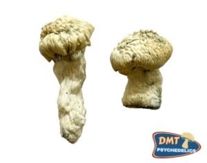 Buy Shakti (Albino Malabar) Magic Mushrooms