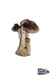 Buy South American Magic Mushrooms