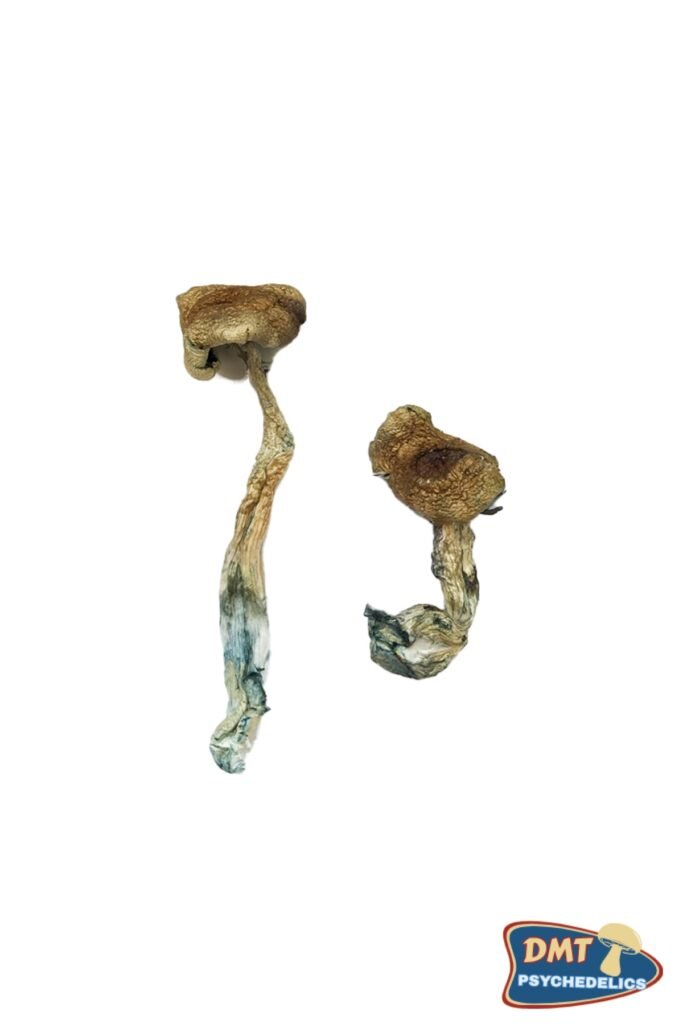 Buy Texas Yellow Cap Magic Mushrooms
