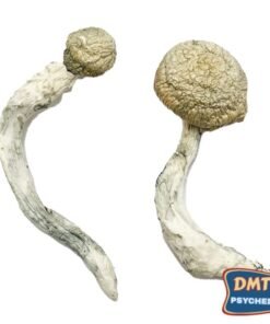 Buy Thrasher Magic Mushrooms