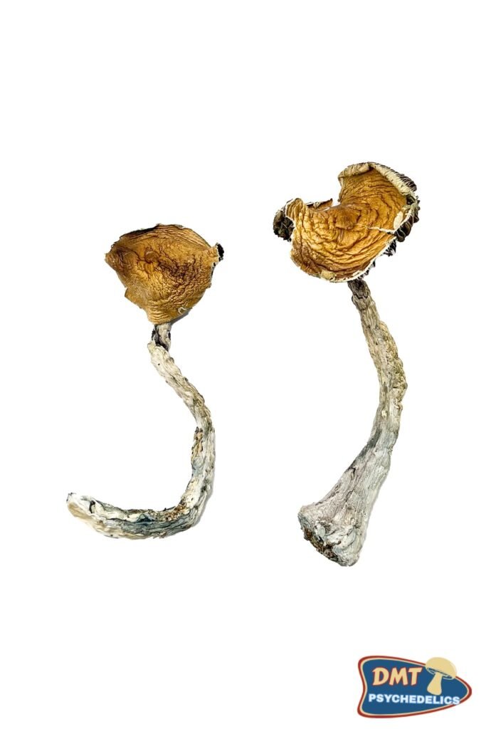 Buy Tidal Wave Magic Mushrooms
