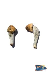 Buy Trans Envy Magic Mushrooms
