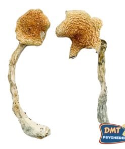 Costa Rican Blue Magic Mushrooms