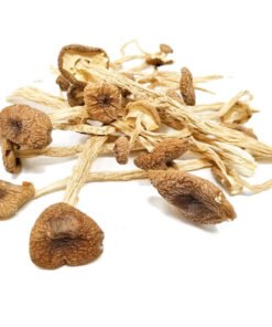 Psilocybe Mexicana Mushrooms