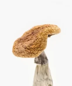 Golden Teachers Magic Mushrooms