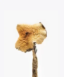 Texas Yellow Caps Magic Mushrooms