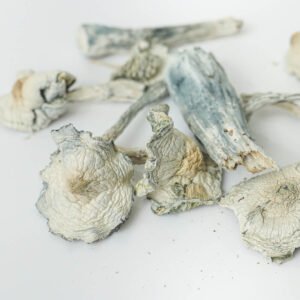 White Rabbit - Image 3
