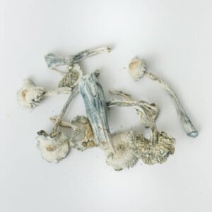 White Rabbit - Image 4